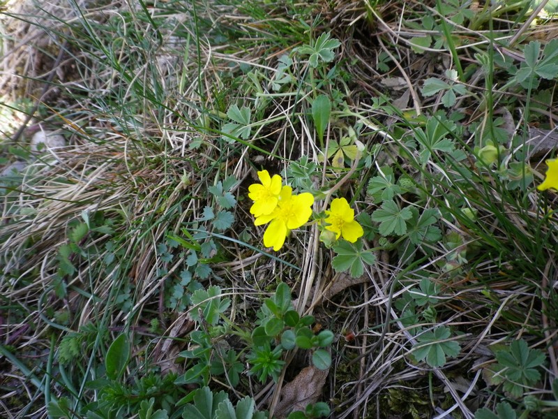 giallo e piccolino - Potentilla sp.